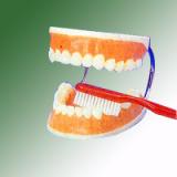 TOOTH CARE MODEL